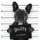 black bulldog holding a "guilty" sign in a "mug shot"